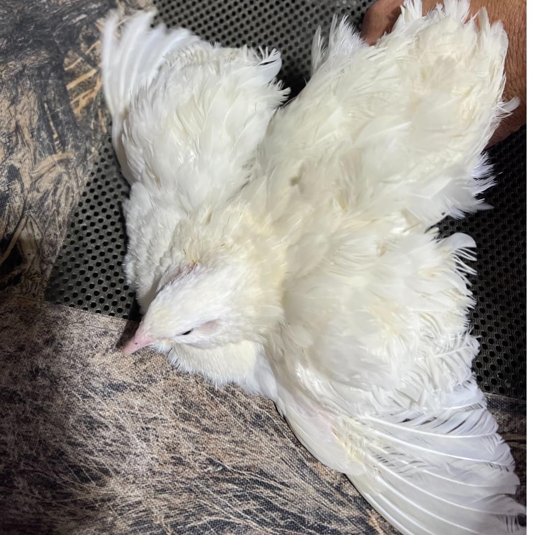 Jumbo White Coturnix Hatching Eggs - Premium Quail Eggs for Hatching - Perfect for Homesteaders, Breeders, Hobbyists - Freshly Collected for High Hatch Rates (Copy)