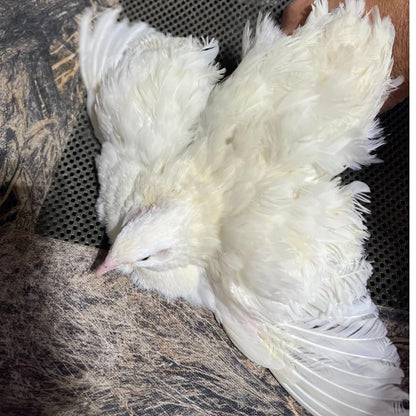 Jumbo White Coturnix Hatching Eggs - Premium Quail Eggs for Hatching - Perfect for Homesteaders, Breeders, Hobbyists - Freshly Collected for High Hatch Rates (Copy)