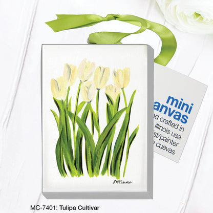 Tulipa Cultivar, Mini Canvas (MC-7401B)