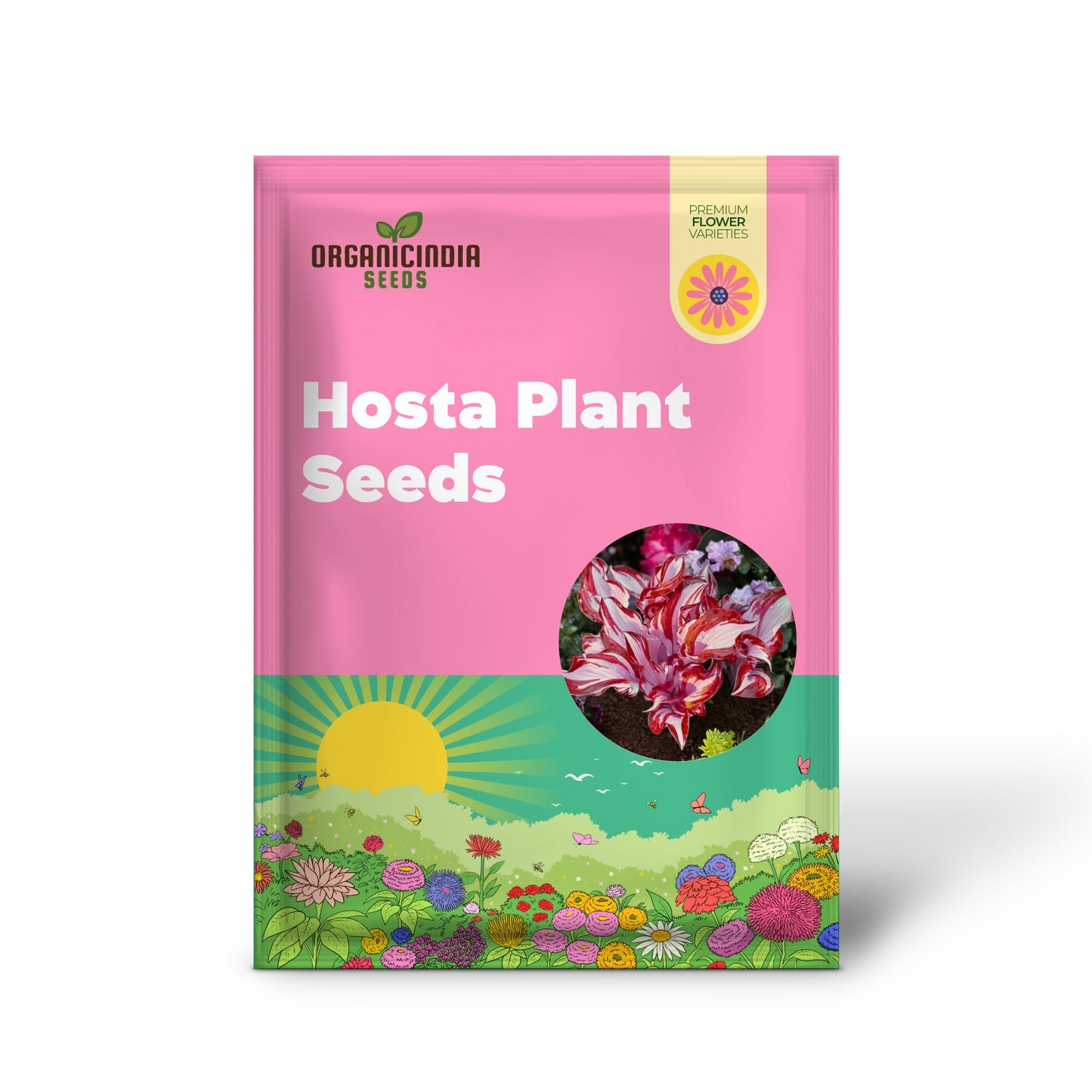 Red And White Hosta Seeds And Shade Loving Perennial with Wavy Red Edges And White Inner Leaves, Perfect for Elegant Garden Borders, Hardy in Zones