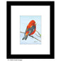 Scarlet Tenager, Print (#7697B)