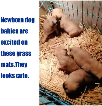 The Ultimate Chew-athon: 12 Grass Mats for Your Furry Friends' Snack Time and Nap Zone!