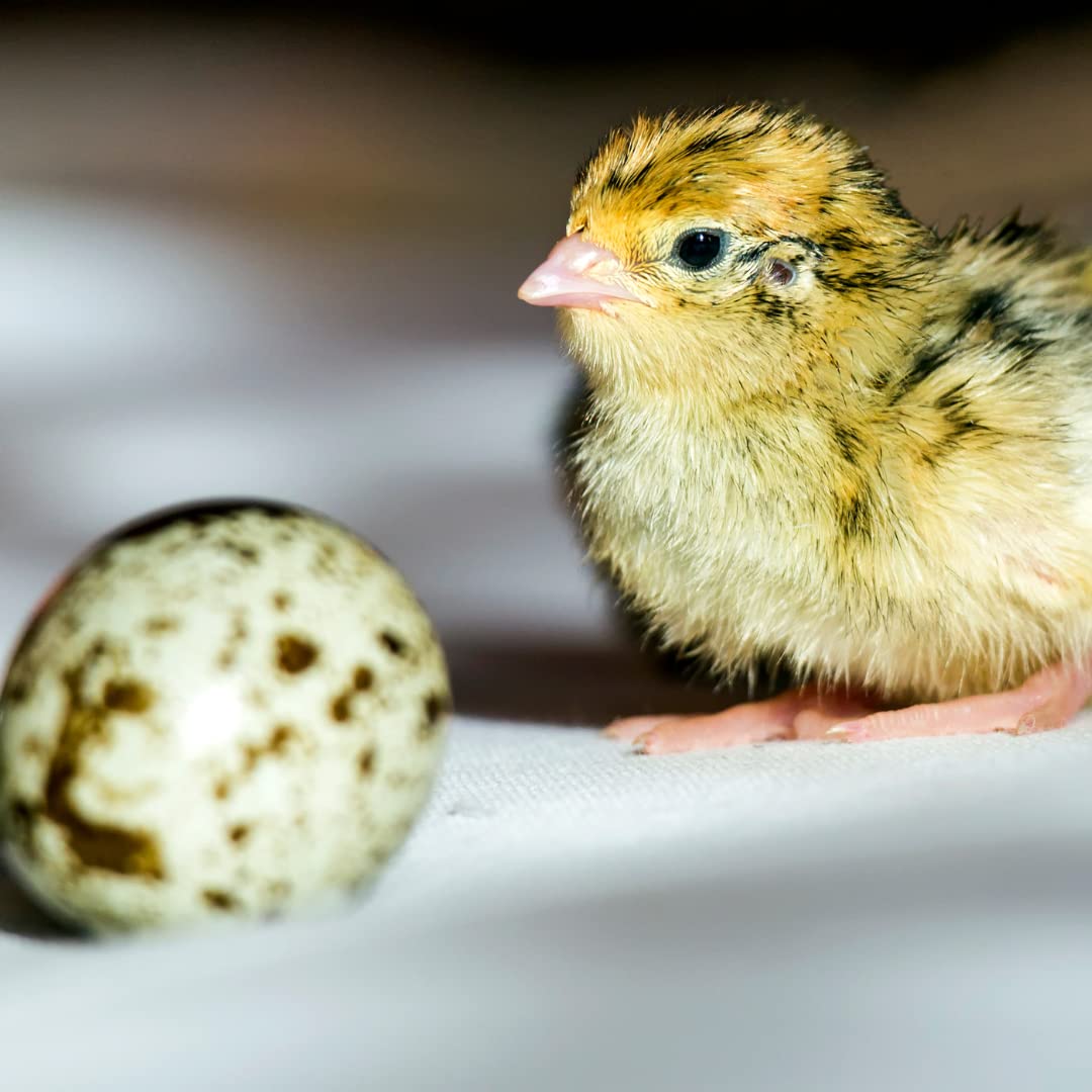 Fertile Hatching Mixed Jumbo Pharaoh Coturnix,Jumbo Italian, White,Brown Quail Hatching Eggs- Coturnix Quail Eggs for Sustainable Farming Hens Choice