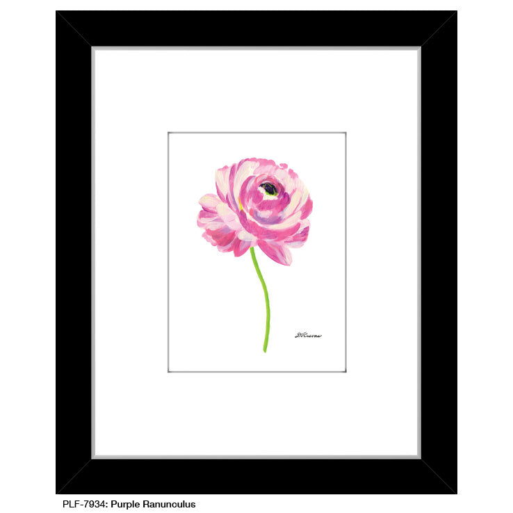 Purple Ranunculus, Print (#7934A)