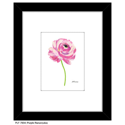 Purple Ranunculus, Print (#7934A)