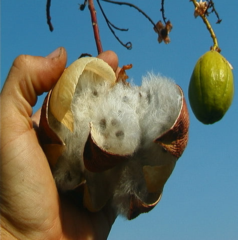 Kapok Fiber Fill Stuffing - Organic
