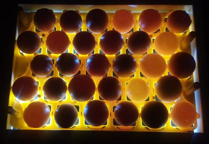 Egg Fertility Tester (Egg Candler) for 30 Chicken Eggs - SureView