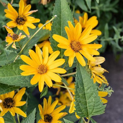 False Sunflowers Seeds (Heliopsis Helianthoides) | Perennial, Hardy, Heat & Drought Tolerant | Vibrant Cut Flowers for Patio, Container, and Garden Bed | 50Pcs Flower Seeds