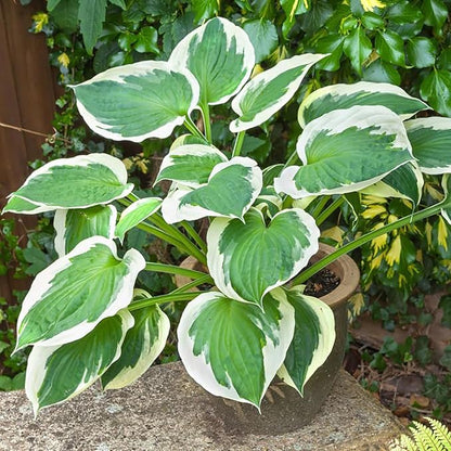 Patriot Hosta Seeds, Perennial Shade Loving Foliage Plant