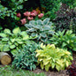 Mixed Color Hosta Seeds And Non-GMO, Easy-Care Perennial for Potted & Garden Plants