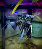 Marble Angelfish (Pterophyllum scalare) MEDIUM
