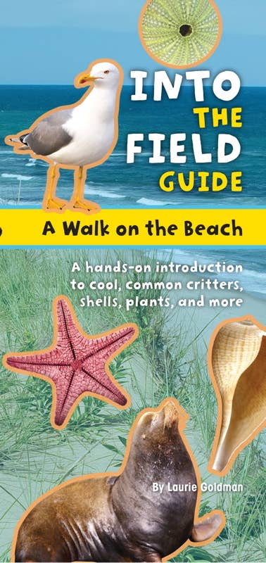 A Walk on the Beach – Boxed Kit