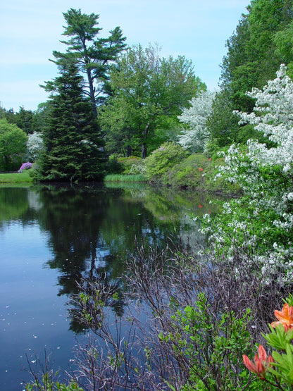 Giclée Print of Acadia National Park - Mount Desert Island