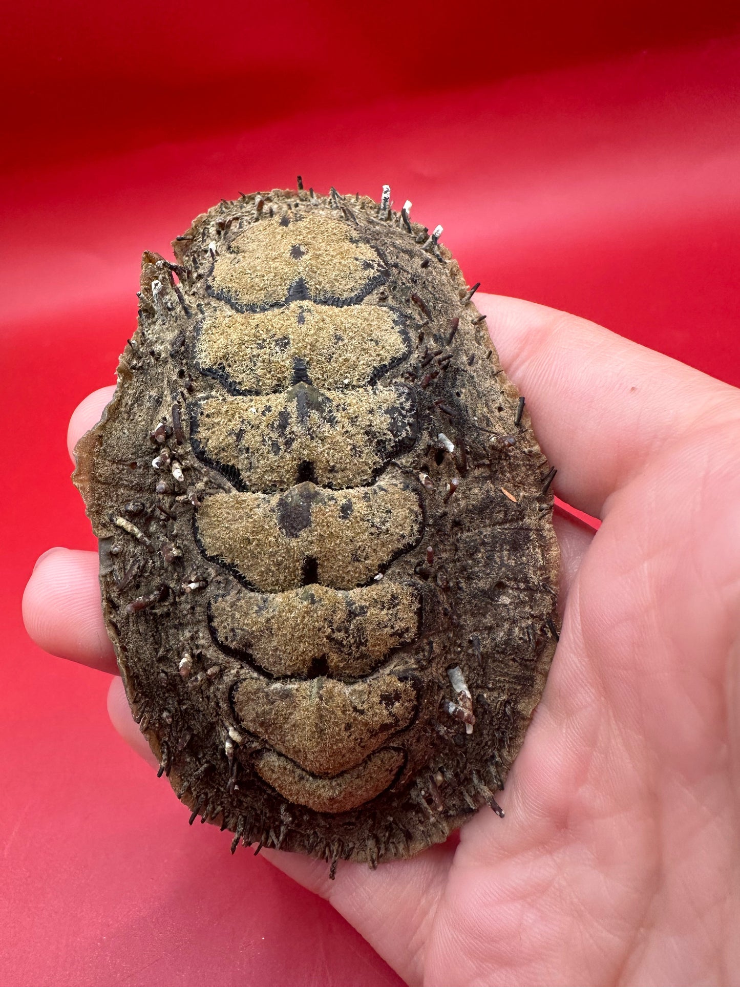 Medium Acanthopleura echinata Chiton Display Shell – Documented Coastal Specimen from Chile