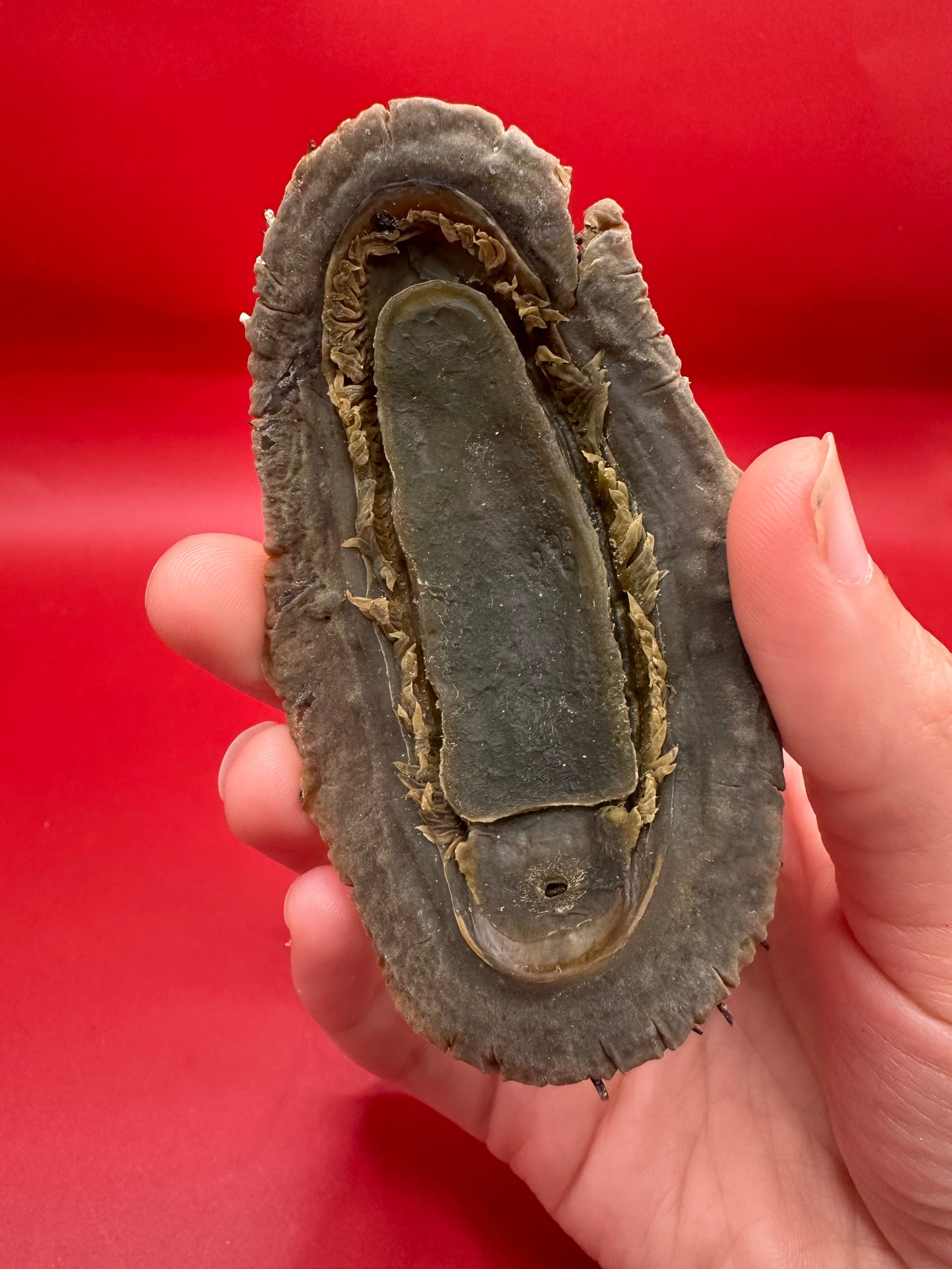 Medium Acanthopleura echinata Chiton Display Shell – Documented Coastal Specimen from Chile