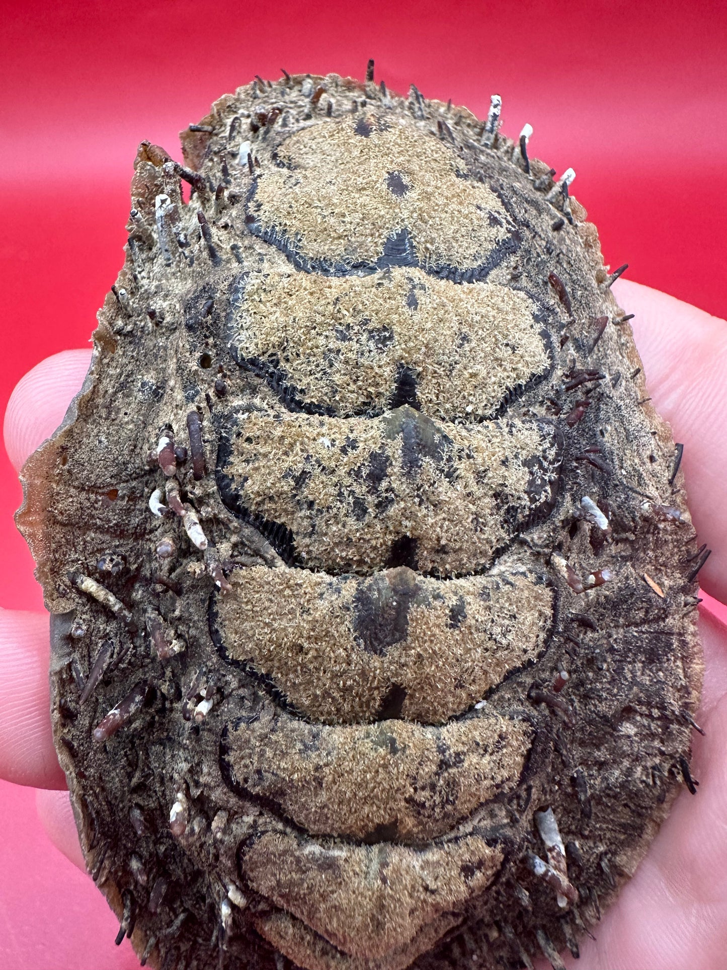 Medium Acanthopleura echinata Chiton Display Shell – Documented Coastal Specimen from Chile