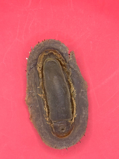 Medium Acanthopleura echinata Chiton Display Shell – Documented Coastal Specimen from Chile