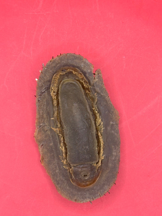 Medium Acanthopleura echinata Chiton Display Shell – Documented Coastal Specimen from Chile