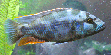 Livingstoni Cichlid (Nimbochromis livingstonii) 2"-3"
