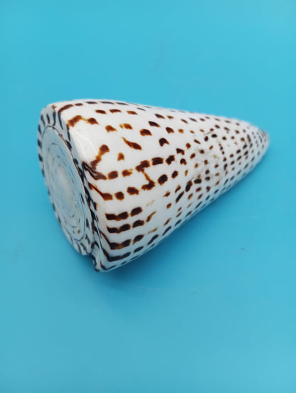 4" Polished Alphabet Cone Shell – Display Shell Coastal Decor