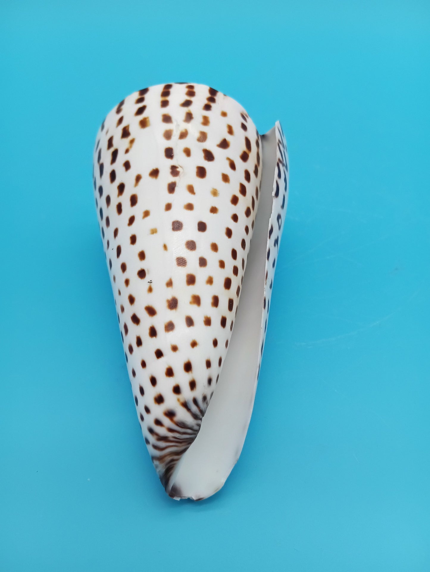 4" Polished Alphabet Cone Shell – Display Shell Coastal Decor