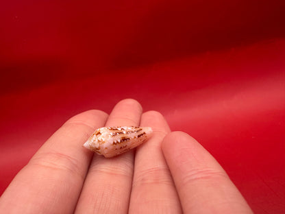 Ambassador Cone Shell 22.4mm – Conus legatus with Documentation