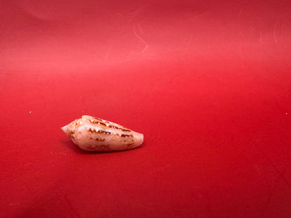 Ambassador Cone Shell 22.4mm – Conus legatus with Documentation