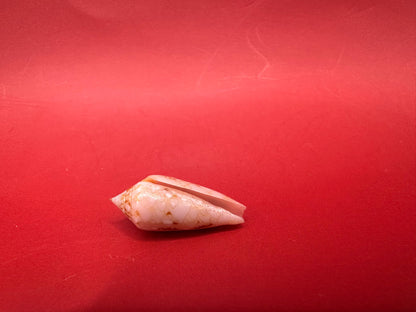 Ambassador Cone Shell 22.4mm – Conus legatus with Documentation