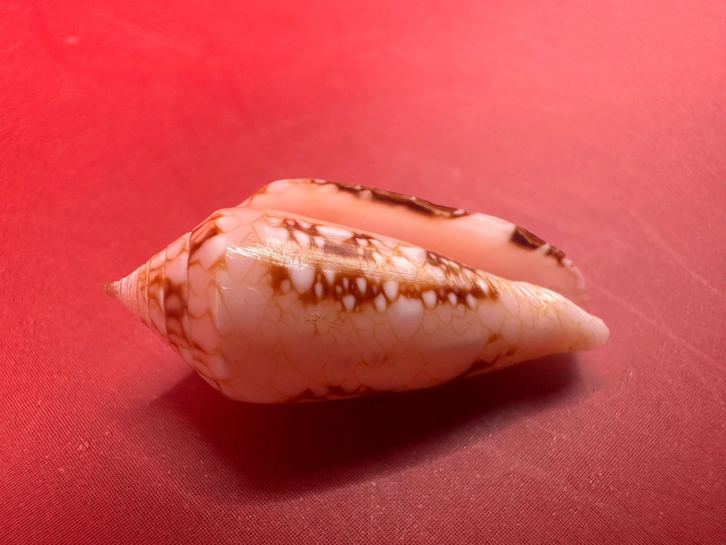 Ambassador Cone Shell 23mm – Conus legatus with Documentation