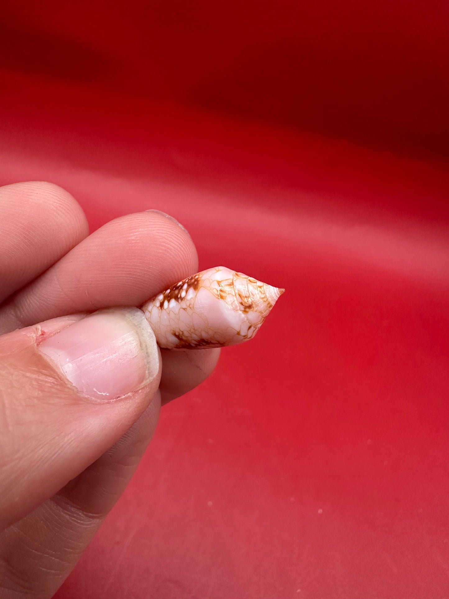 Ambassador Cone Shell 23mm – Conus legatus with Documentation