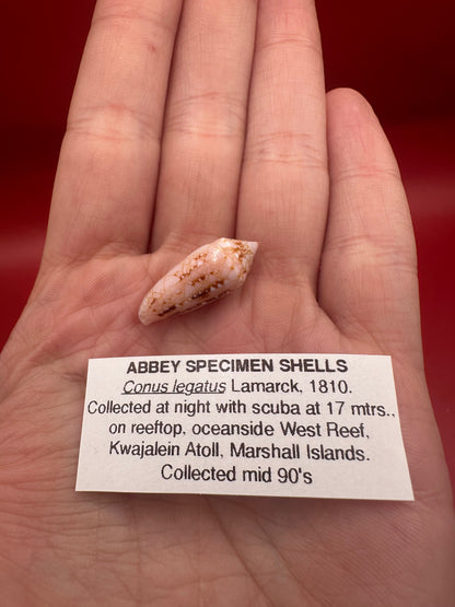 Ambassador Cone Shell 22.4mm – Conus legatus with Documentation