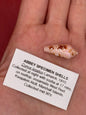 Ambassador Cone Shell 23mm – Conus legatus with Documentation