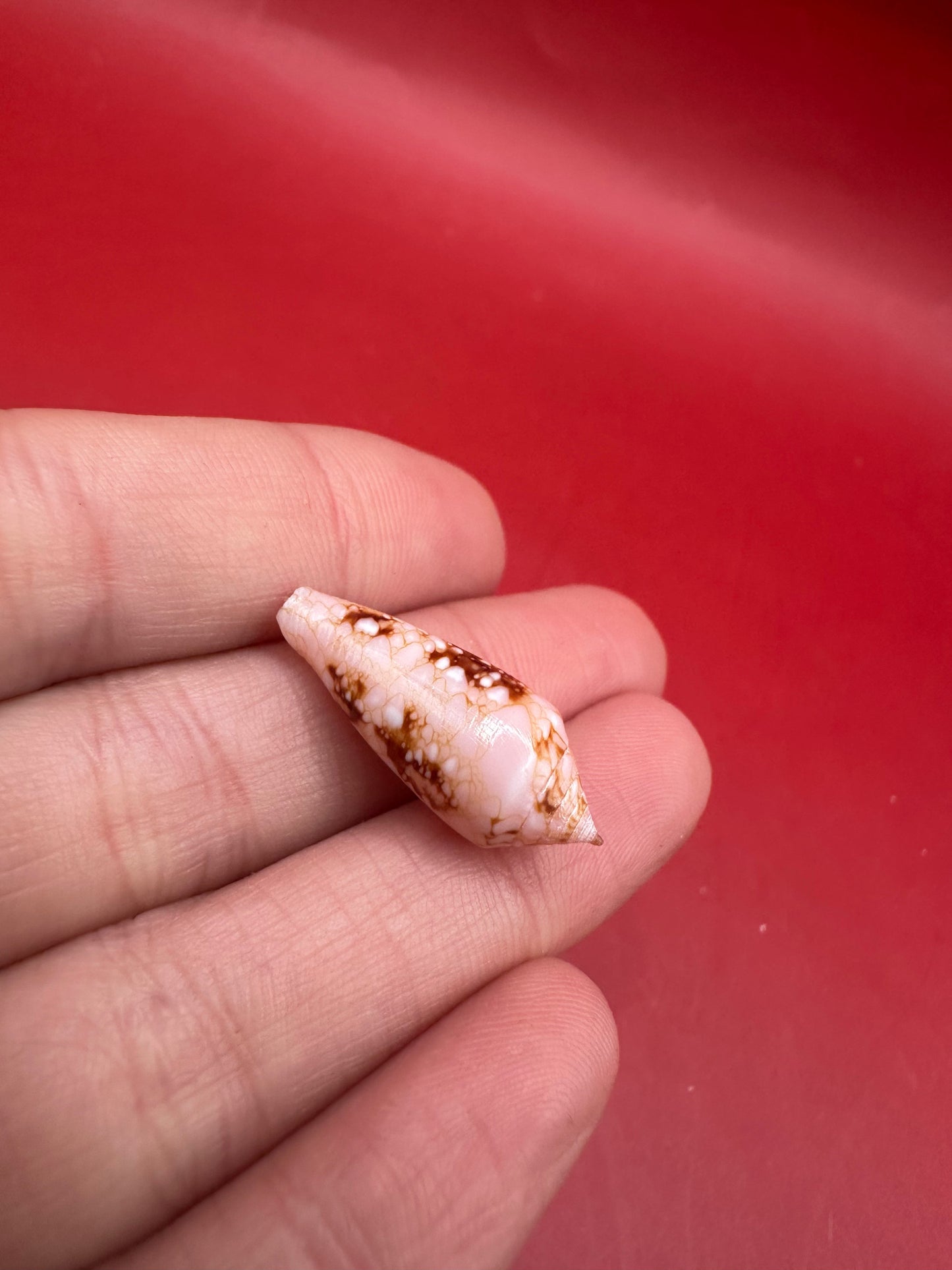 Ambassador Cone Shell 23mm – Conus legatus with Documentation