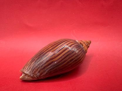 Amoria zebra Black Variety Volute 1.9" Display Shell with Documentation