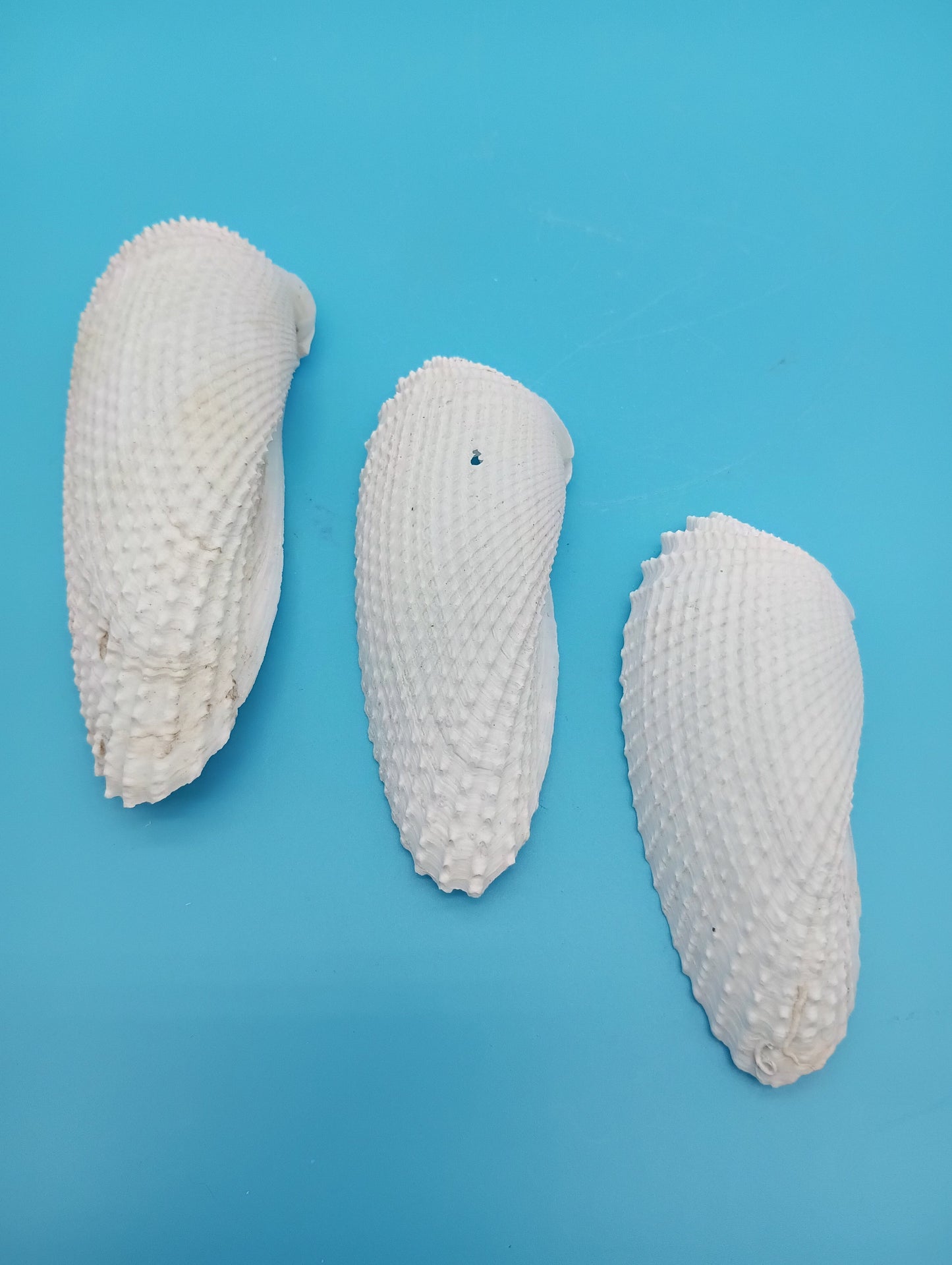 Set of 3 Angel Wing Shells – 3.5" to 4.5