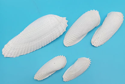 Set of 5 Angel Wing Shells – 3" to 6"