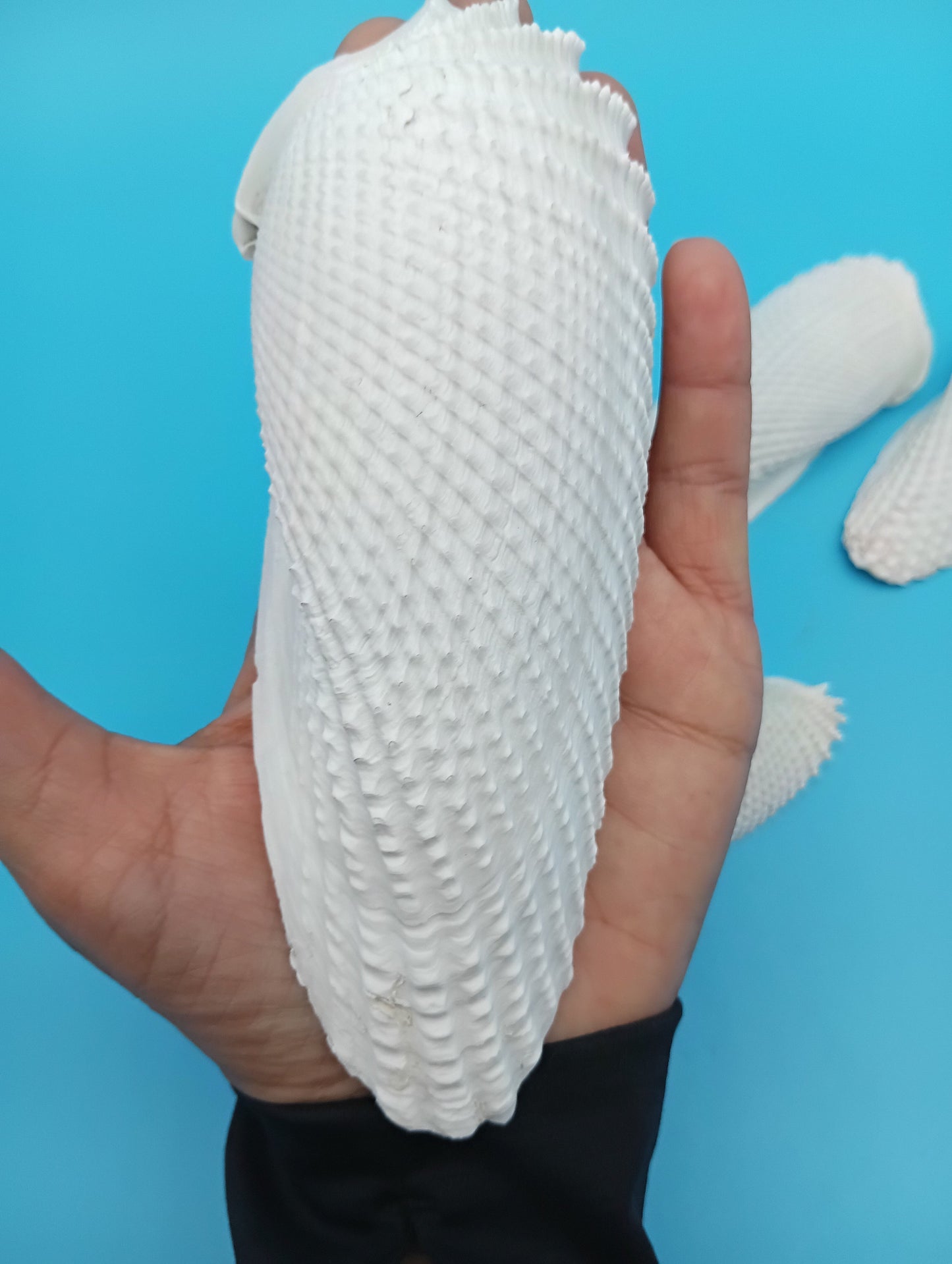 Set of 5 Angel Wing Shells – 3" to 6"