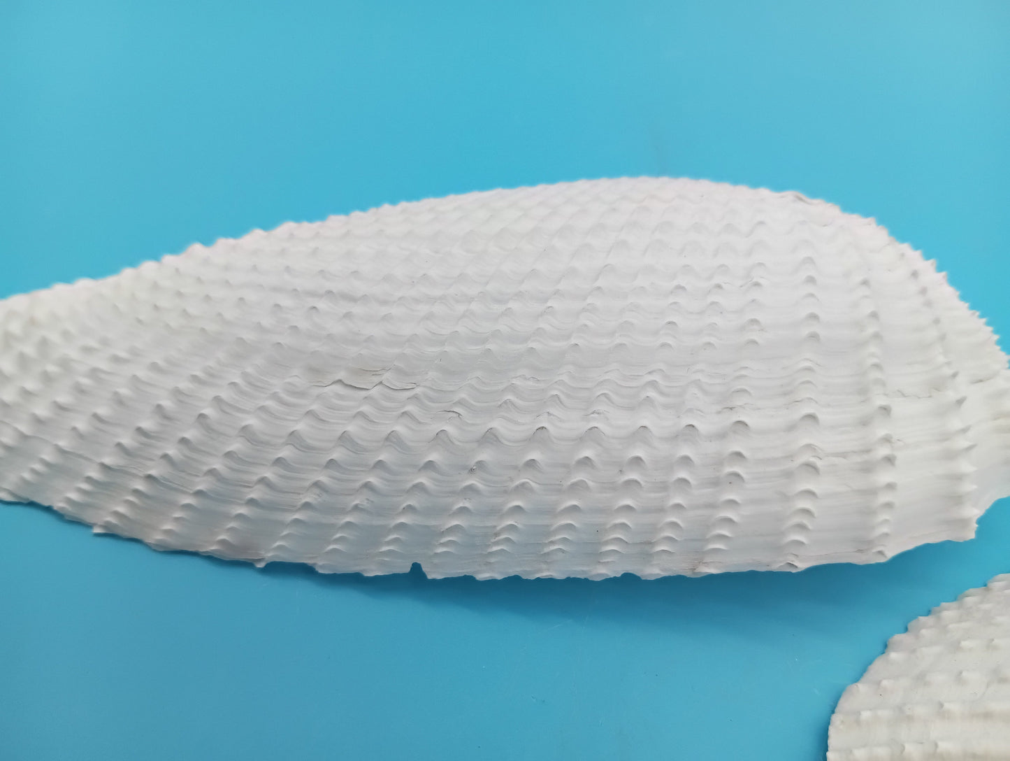 Set of 5 Angel Wing Shells – 3" to 6"