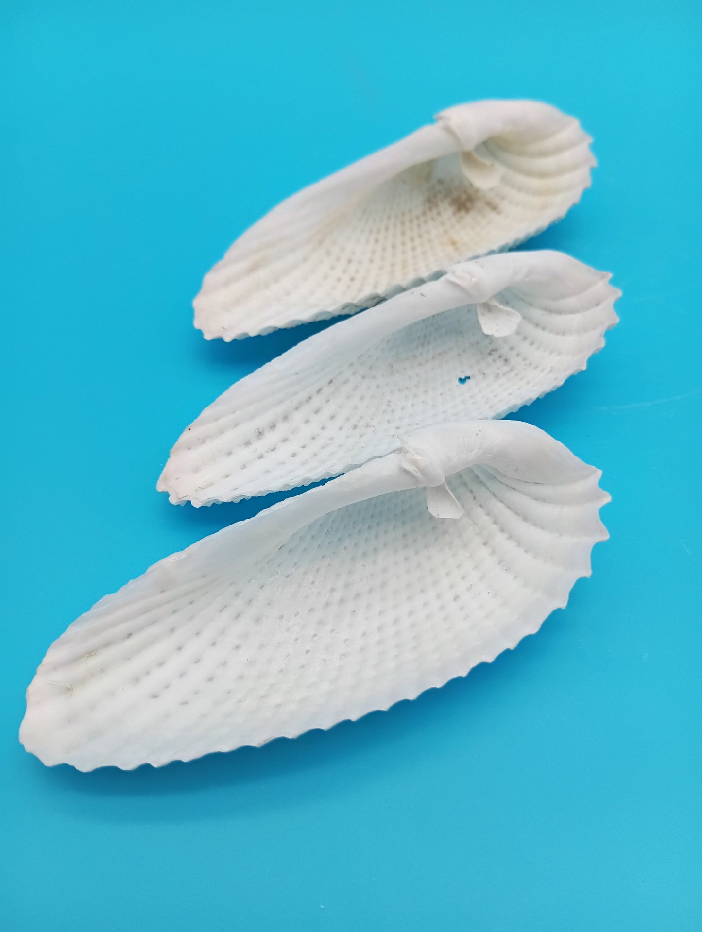 Set of 3 Angel Wing Shells – 3.5" to 4.5
