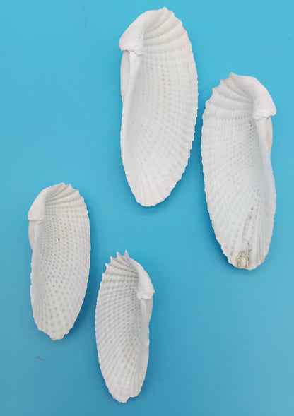 Set of 5 Angel Wing Shells – 3" to 6"