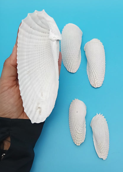 Set of 5 Angel Wing Shells – 3" to 6"