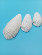 Set of 3 Angel Wing Shells – 3.5" to 4.5
