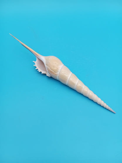 Large Shinbone Tibia Shell Display – Coastal Home Decor Specimen (Tibia fusus) 9"