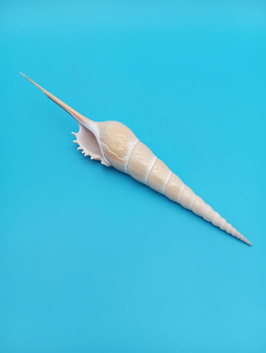 Large Shinbone Tibia Shell Display – Coastal Home Decor Specimen (Tibia fusus) 9"