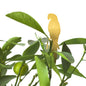 Brass Plant Animals