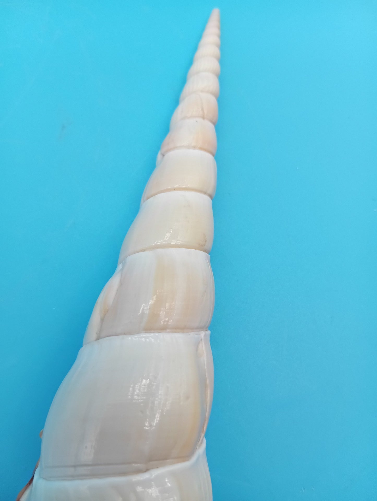 Large Shinbone Tibia Shell Display – Coastal Home Decor Specimen (Tibia fusus) 9"