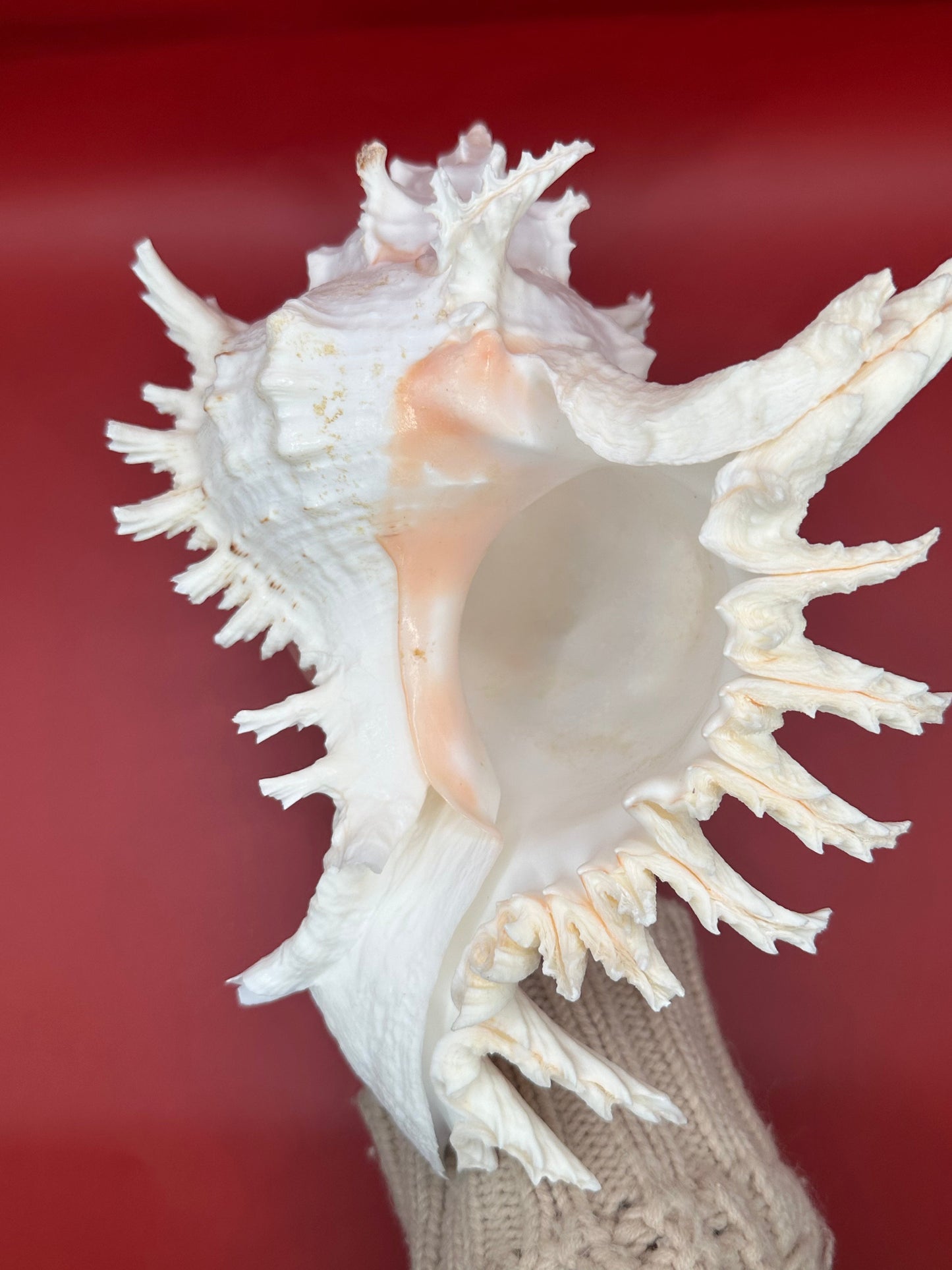 Large Murex Ramosus Display Shell - Chicoreus ramosus Pink & White Coastal Decor 9.5"