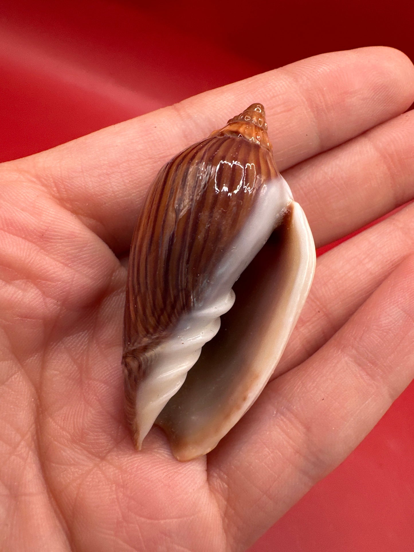 Amoria zebra Black Variety Volute 1.9" Display Shell with Documentation