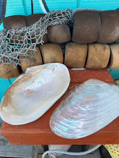 Polished Asian Golden Clam Half 10–11" – Pilsbryoconcha exilis Coastal Display