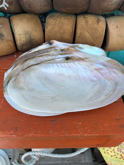 Polished Asian Golden Clam Half 10–11" – Pilsbryoconcha exilis Coastal Display